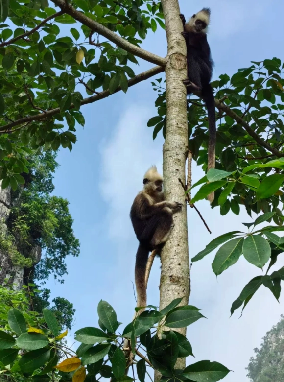 when to visit white-headed langur reserve when to visit white-headed langur reserve