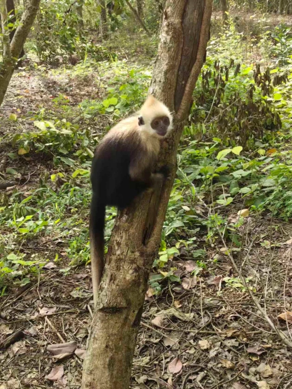 white-headed langur baby season white-headed langur baby season