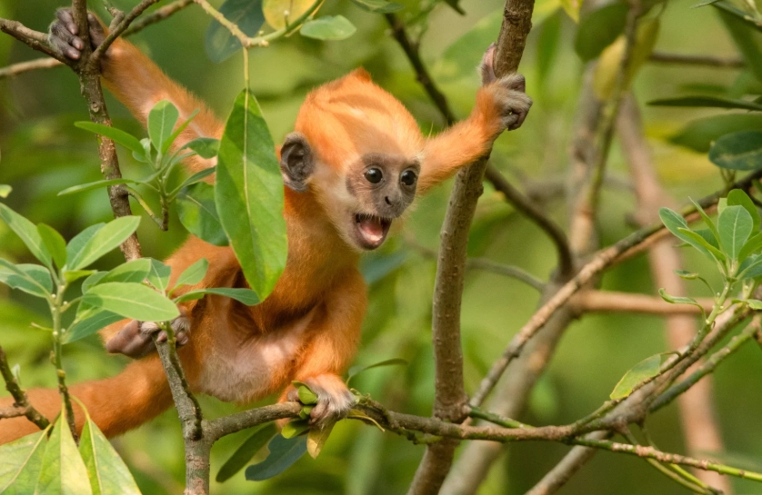 white-headed langur reserve worth visiting white-headed langur reserve worth visiting