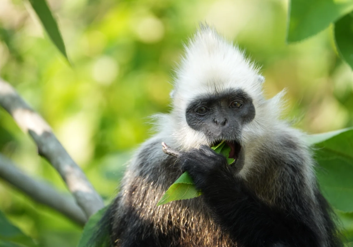 White-headed Langur National Nature Reserve: English Guide