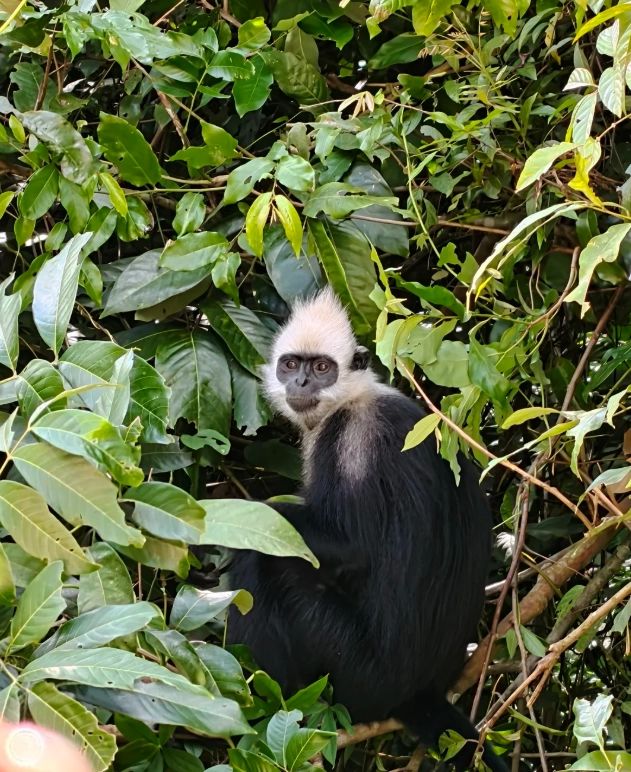 Guangxi nature reserve travel Guangxi nature reserve travel