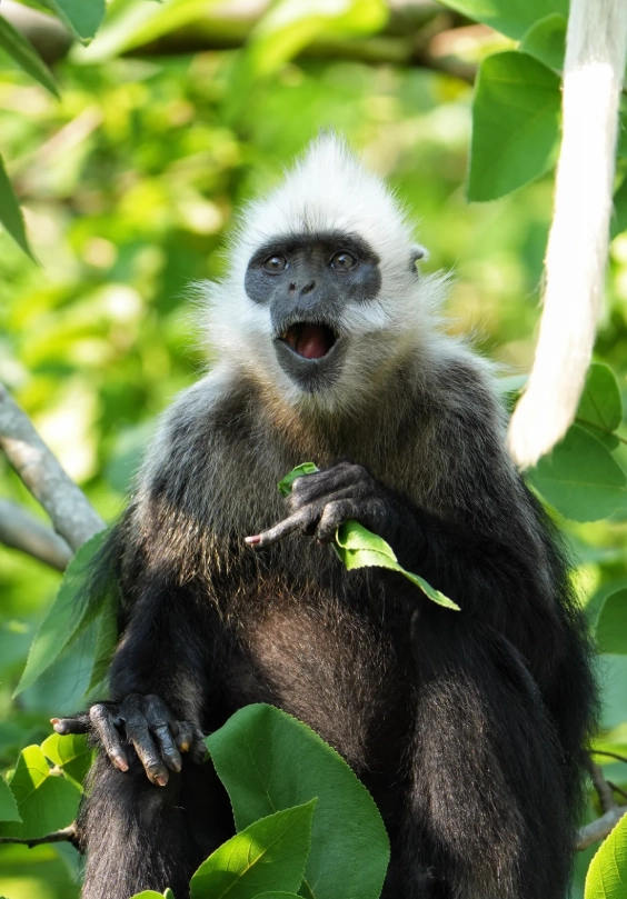how to see white-headed langur how to see white-headed langur