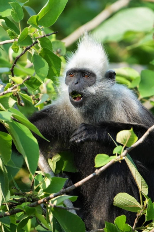 where to see white-headed langurs where to see white-headed langurs