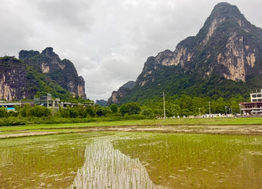 chongzuo food prices chongzuo food prices