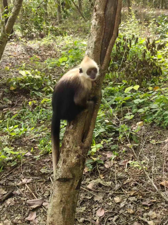 White-headed Langur Reserve: Best Time to See Monkeys