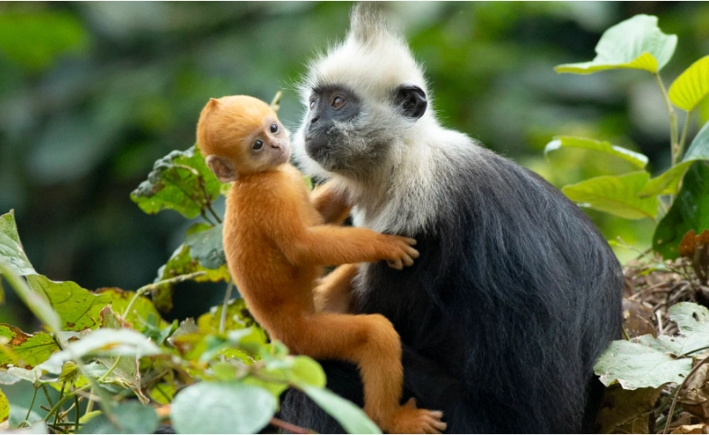 White-headed Langur National Nature Reserve: Worth Visiting?