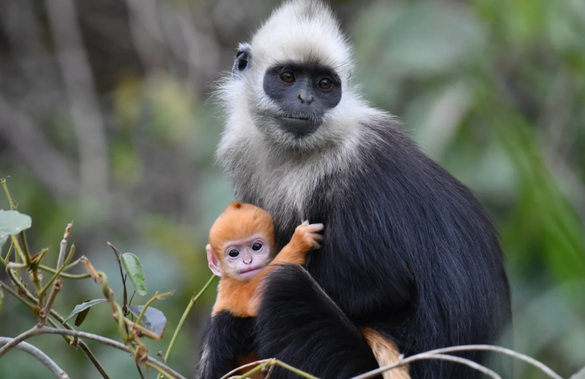 guangxi white-headed langur guangxi white-headed langur