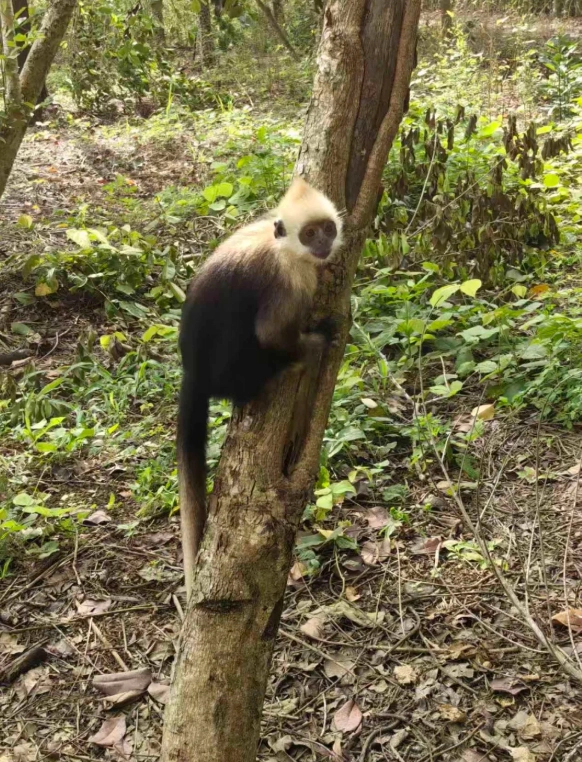 White-headed Langur Photography Spots: My Insider Tips
