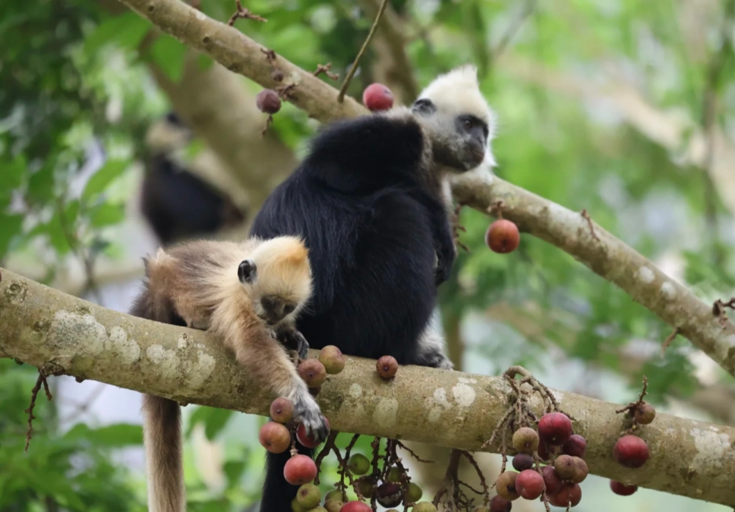 how to visit white-headed langur reserve
