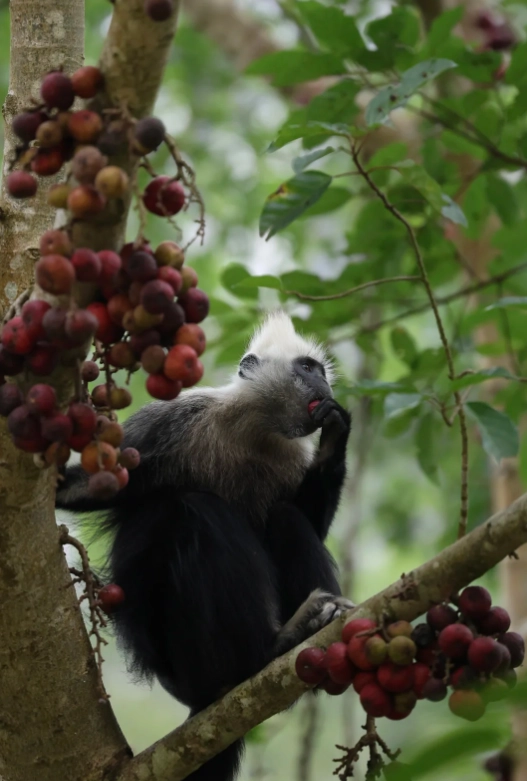 chongzuo langur viewing spots