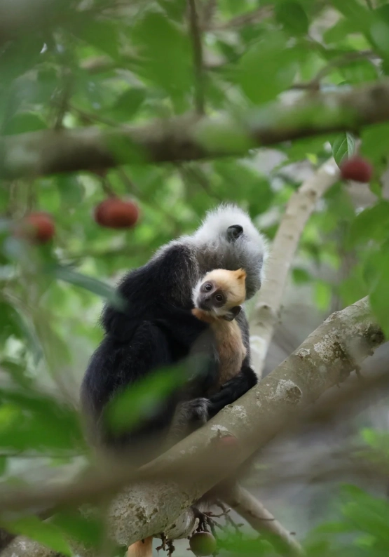 White-Headed Langur National Nature Reserve Map: Visit Tips