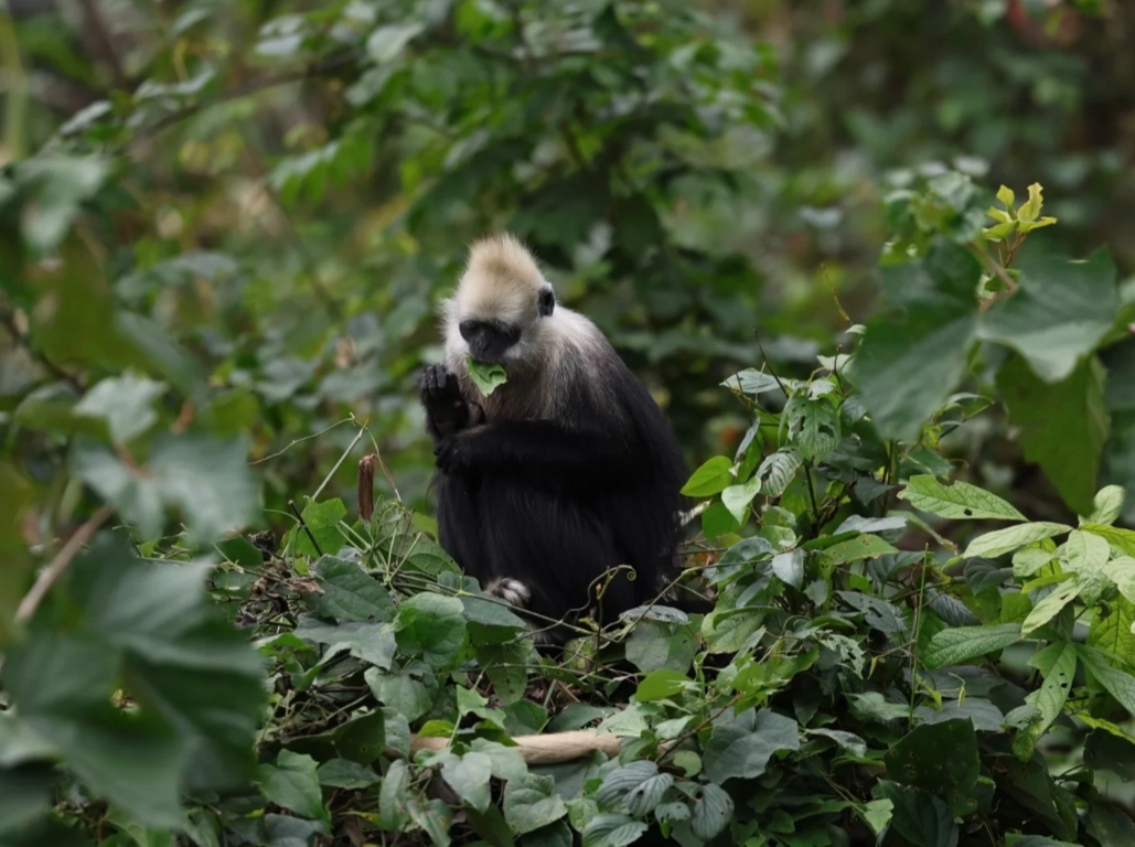 white-headed langur guide