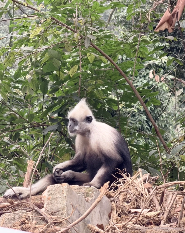 photographing white-headed langurs photographing white-headed langurs