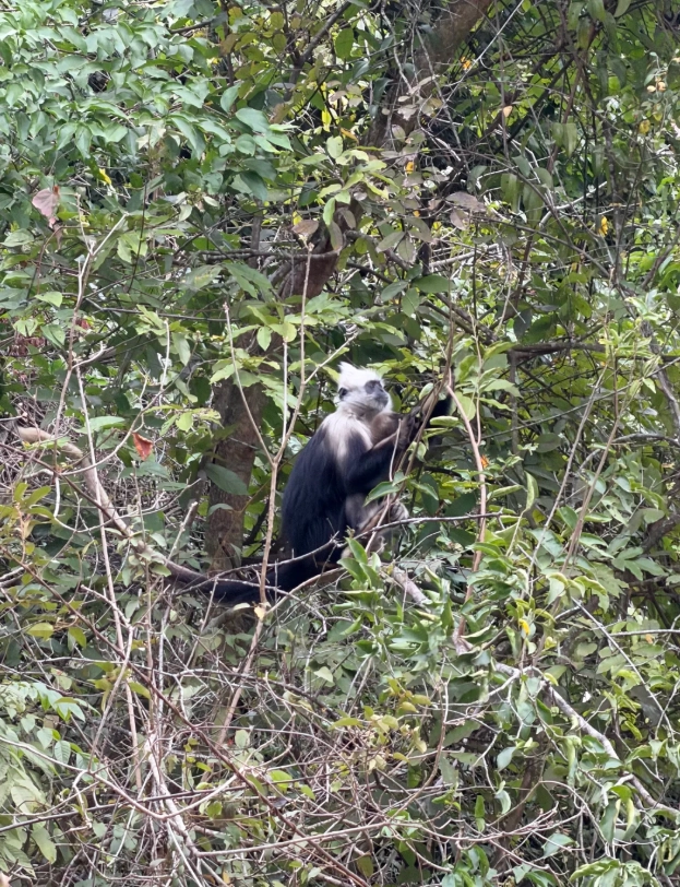 chongzuo wildlife photography chongzuo wildlife photography