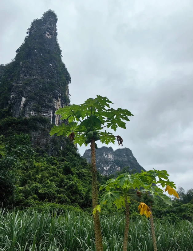 Detian Waterfall travel Detian Waterfall travel