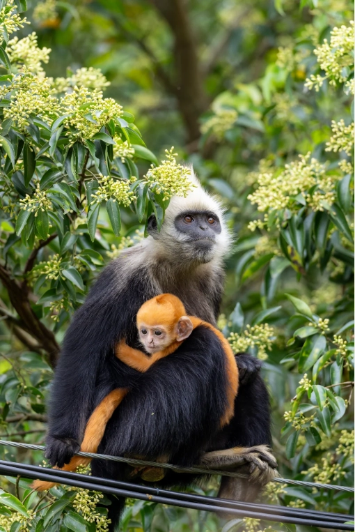 white-headed langur national nature reserve white-headed langur national nature reserve