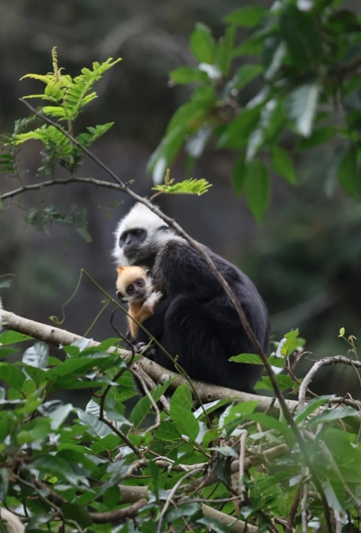 Guangxi nature reserves Guangxi nature reserves