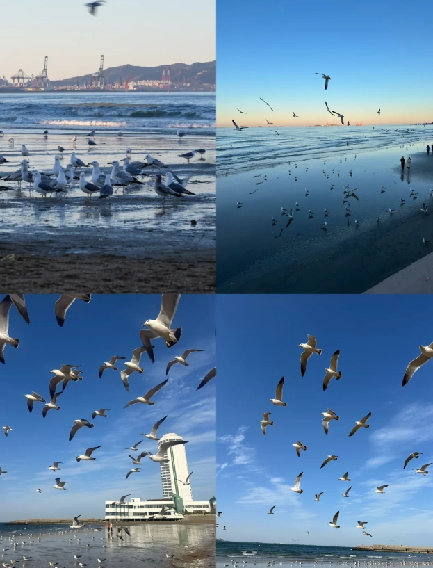 Yantai cost-free sightseeing Yantai cost-free sightseeing