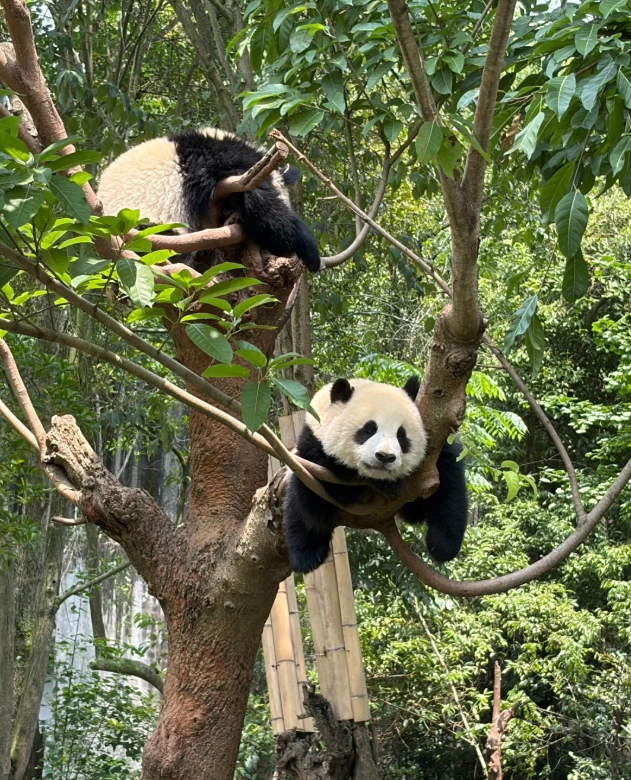 how many days in chengdu how many days in chengdu