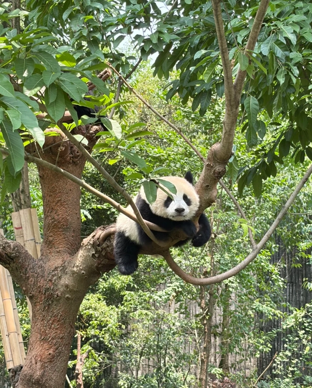 Things to Do in Sichuan with Kids: 7 Family Favorites