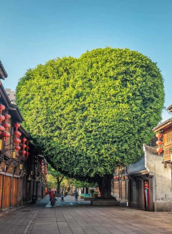 Wuyi Mountain Wuyi Mountain