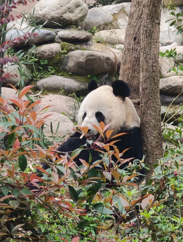 sichuan travel guide