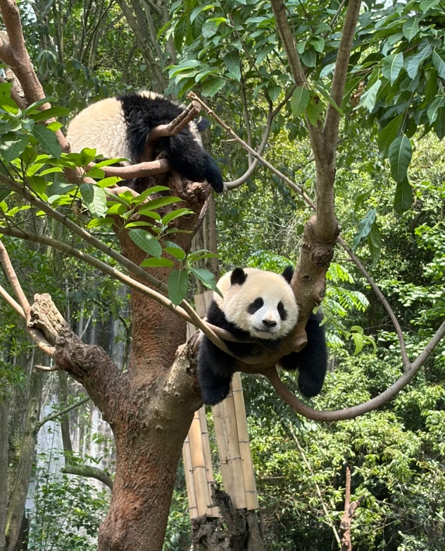 is sichuan worth visiting