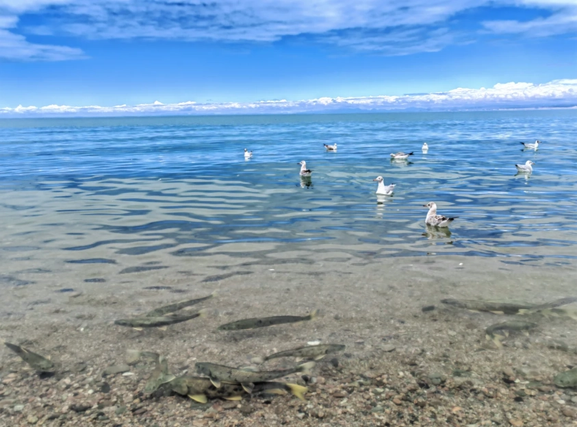 what to do in qinghai for a weekend
