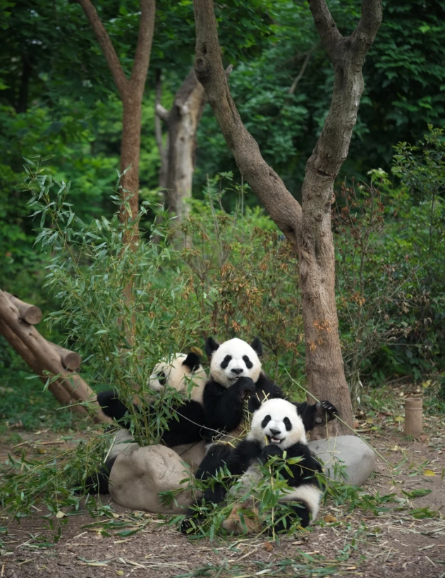 chengdu attractions