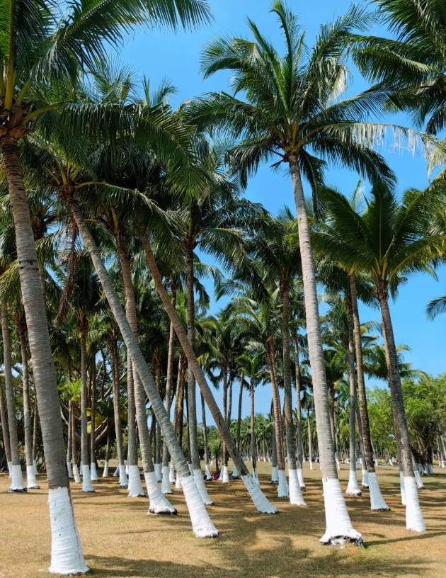 travel guide haikou