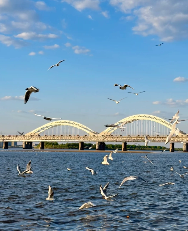 Heilongjiang 240-Hour Visa-Free: The Harbin Plan That Works