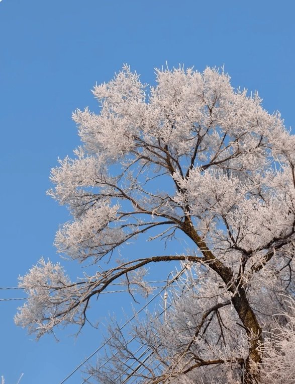 Jilin rime ice