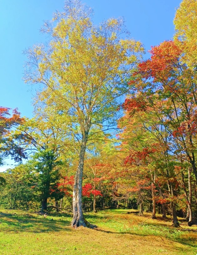 Changbai Mountain autumn colors
