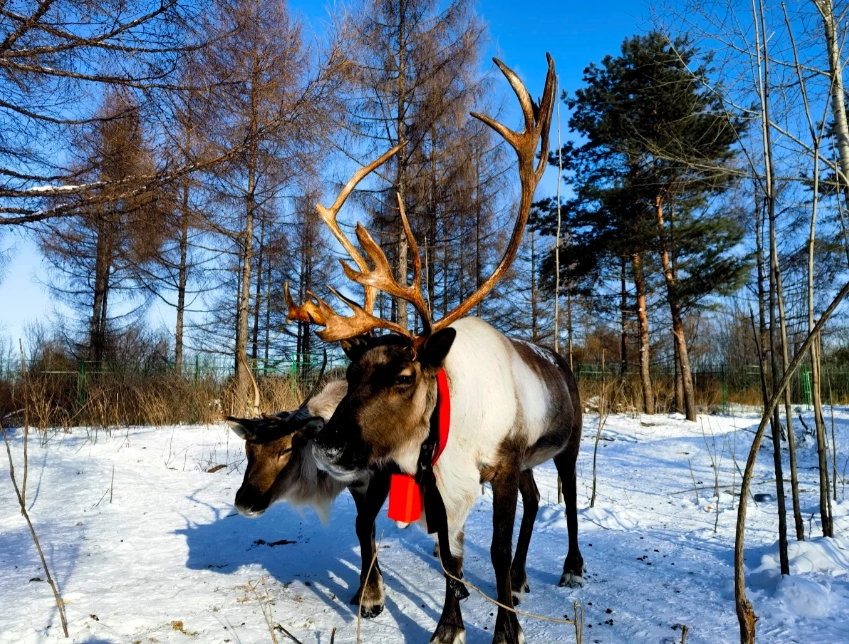 Northeast China winter itinerary