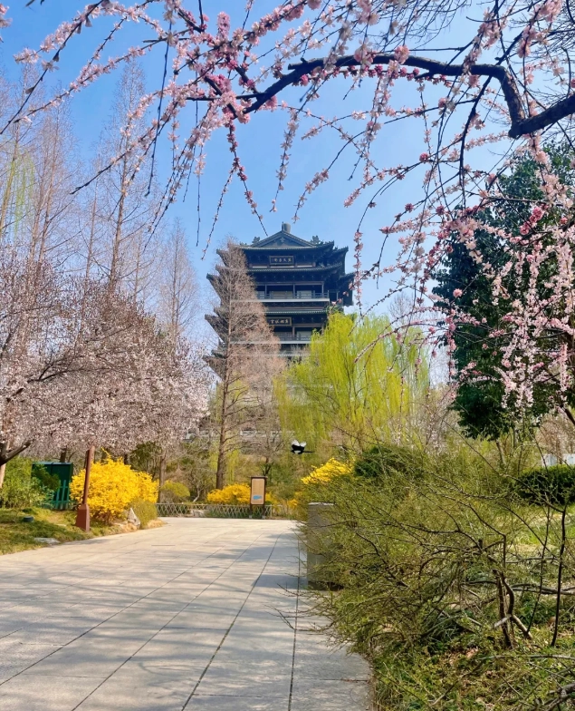qingdao cherry blossom qingdao cherry blossom