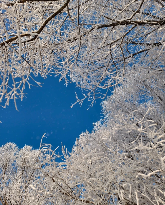 rime ice jilin city rime ice jilin city