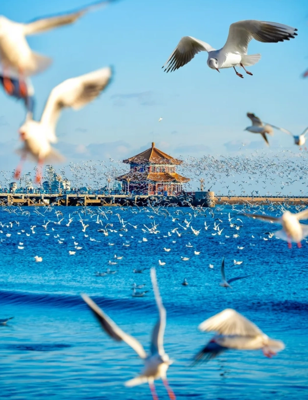 Qingdao Jiaodong airport guide Qingdao Jiaodong airport guide