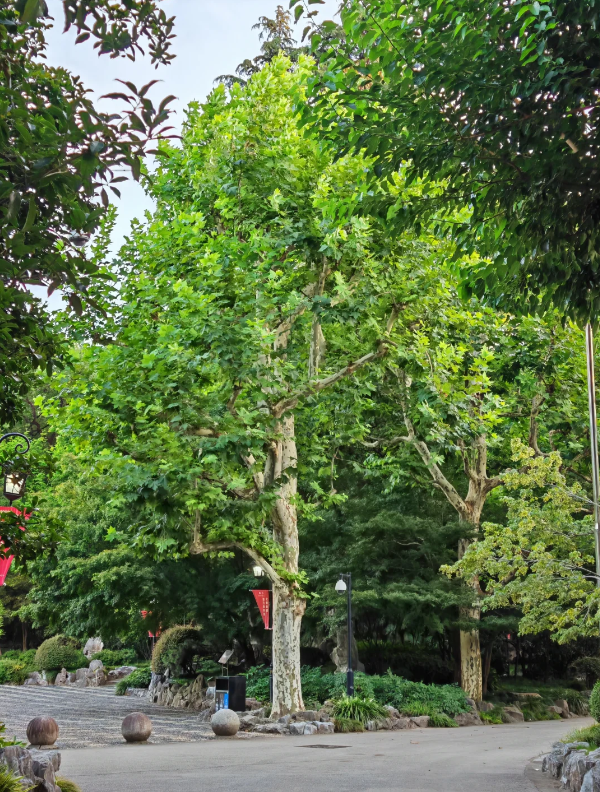 Photo of Fuxing Park