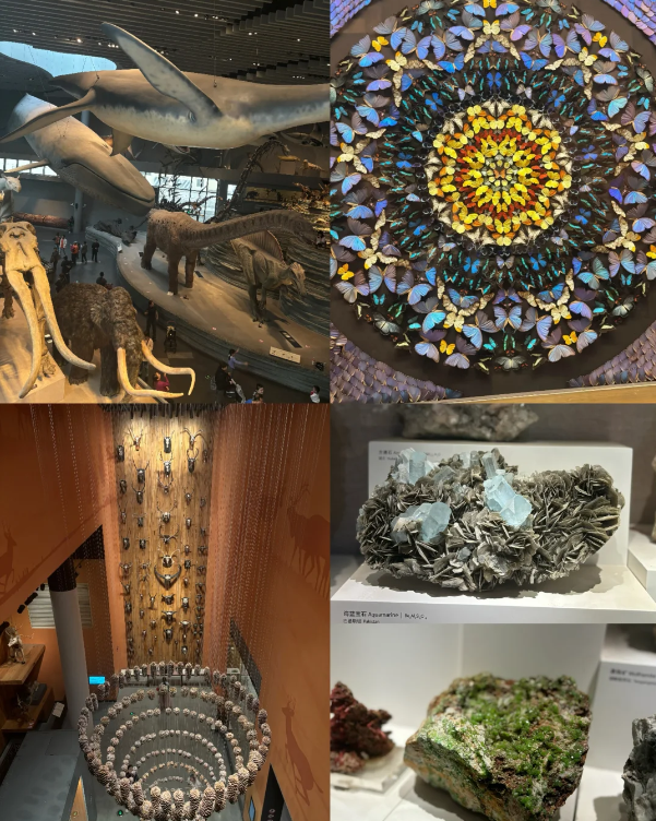 Photo of Shanghai Natural History Museum