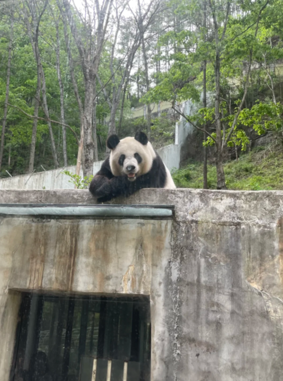 Photo of Foping Panda Valley