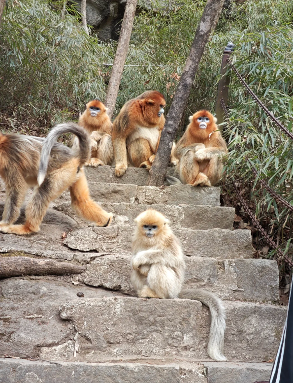 Photo of Foping Panda Valley